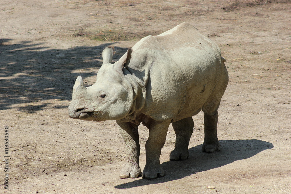 Dickhäuter: Indisches Panzernashorn Dickhäuter: Indisches Panzernashorn