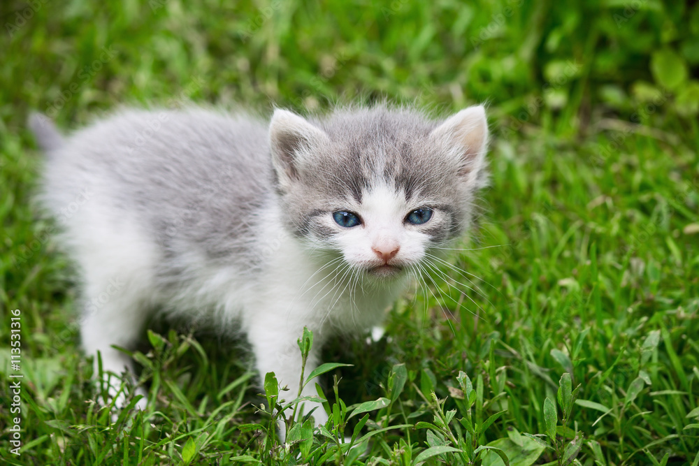 small gray kitten on the grass close up