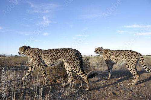 Leoparden in Sicht: In Namniba leben noch  rund 300 Exemplare -