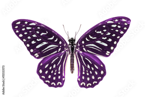 Purple Spotted Zebra butterfly © teptong