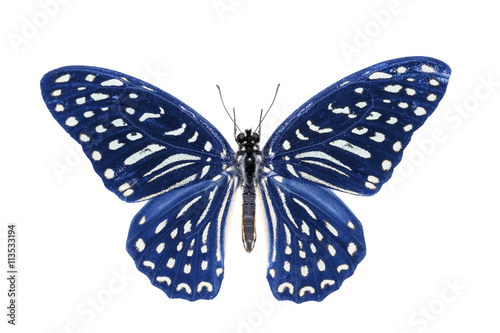 Blue Spotted Zebra butterfly © teptong