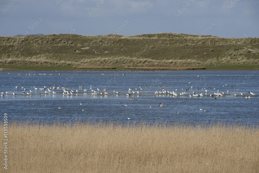 birds on the island Texel