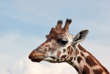 Safari: Kopf einer Giraffe vor blauem Himmel und Wolken