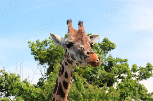 Giraffe frisst einen Ast (Safari in Afrika)