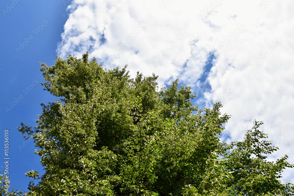 Fototapeta premium Small-leaved linden blossoms. On the background of sky with clouds. Tilia cordata