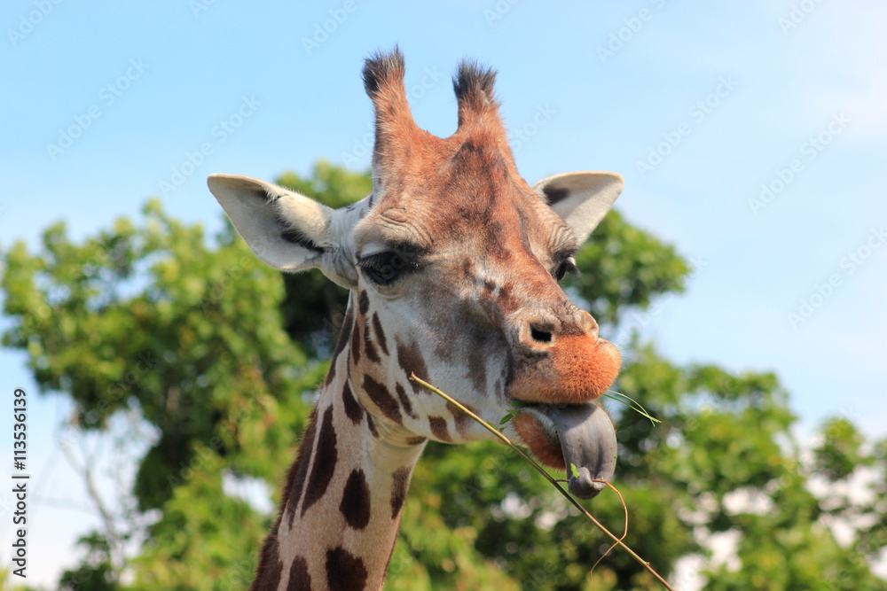 Obraz premium Giraffe zeigt die Zunge (Zunge zeigen)