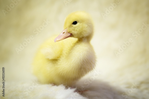 Little duck