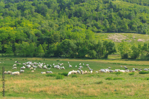 Sheeps on the meadow
