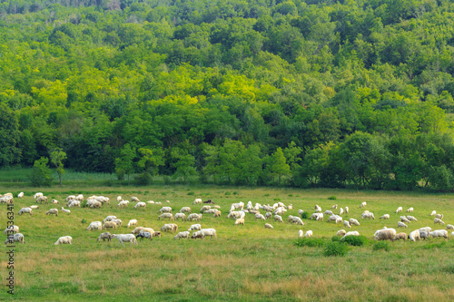 Sheeps on the meadow © albertiniz