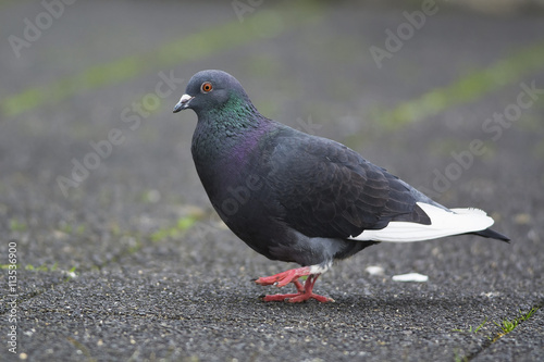 Pigeon in the city