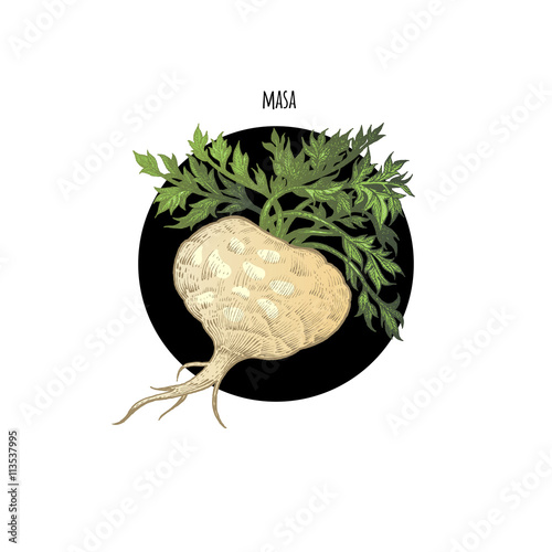 Image of plant Maca