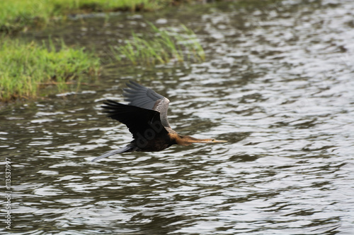 Heron in Botswana, Africa