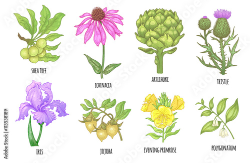 Set of medical plants.