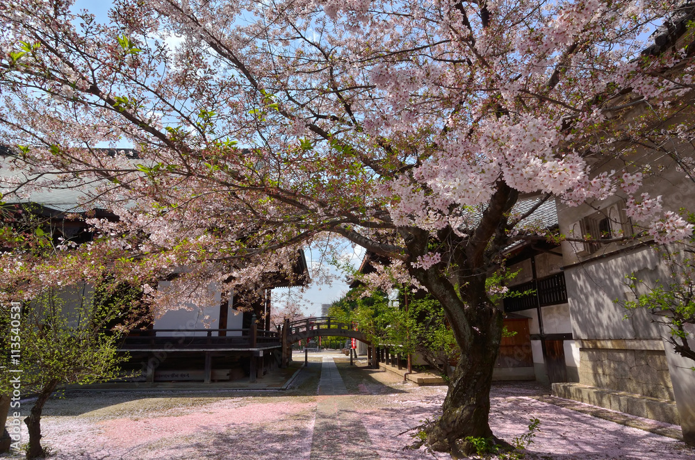 Temple and cherry blossom, Myokenji Temple Kyoto Japan spring.