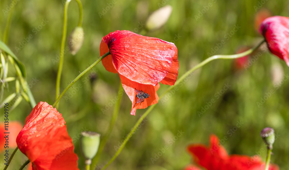 Obraz premium mohnblumen