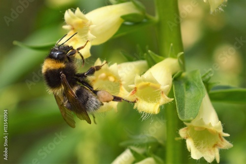 Close-up image of a Bumble bee visiting a Yellow Foxglove. © paulst15