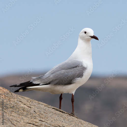 seagull at luederitz bay