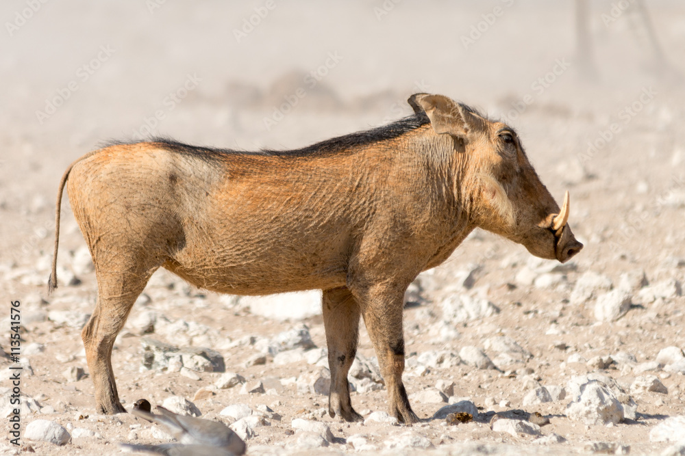 Portrait of a Warthog Portrait of a Warthog