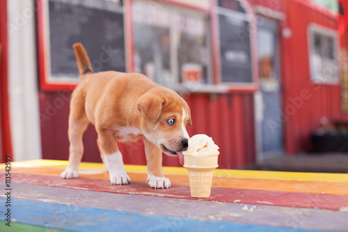 Tiny Puppy Licking Vanilla Ice Cream Cone on Colorful Table
