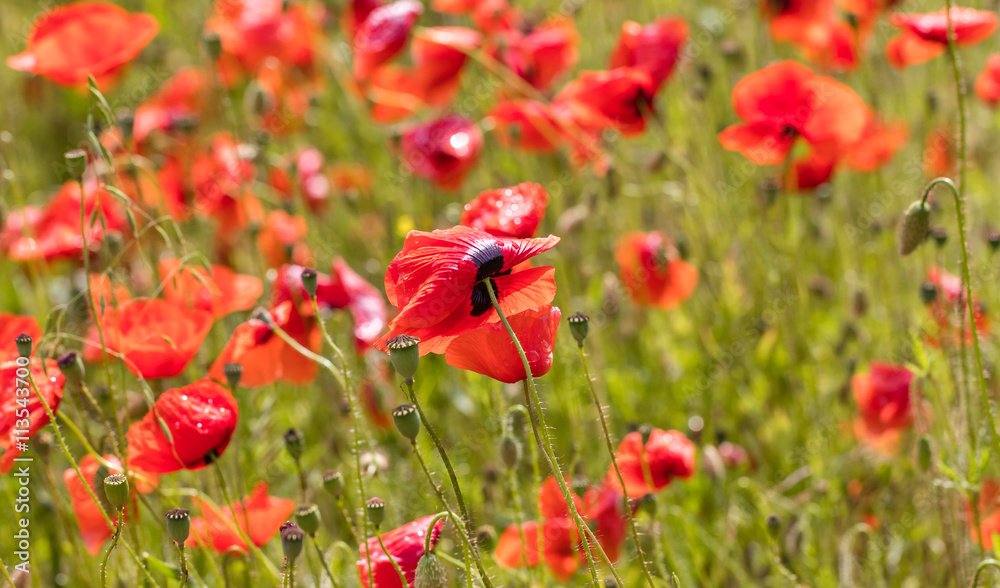 Fototapeta premium mohnblumen