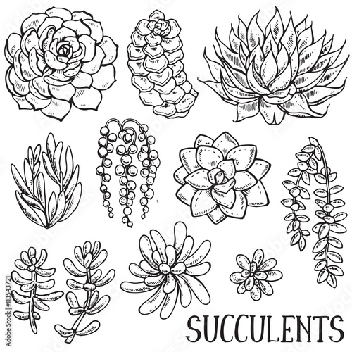 Hand drawn succulent plants vector set photo