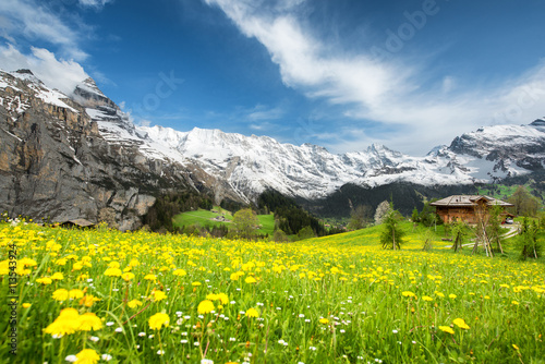 Grindelwald Landscape, Switzerland - Landscape of yellow flower