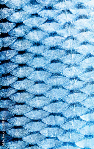 fish scale photo