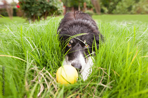 Border Collie in Grass with Tennis Ball Patiently Waiting to Play Fetch