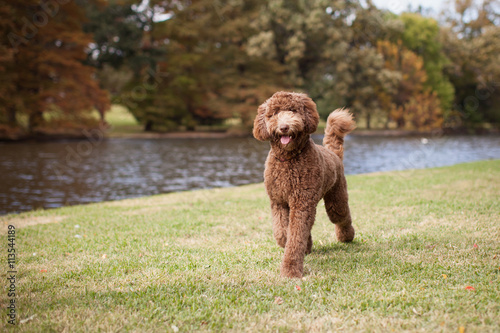 Beautiful Brown Labradoodle Walking by Lake at the Park with Autumn Leaves in Background