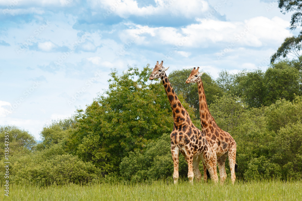 Fototapeta premium giraffe couple outdoors