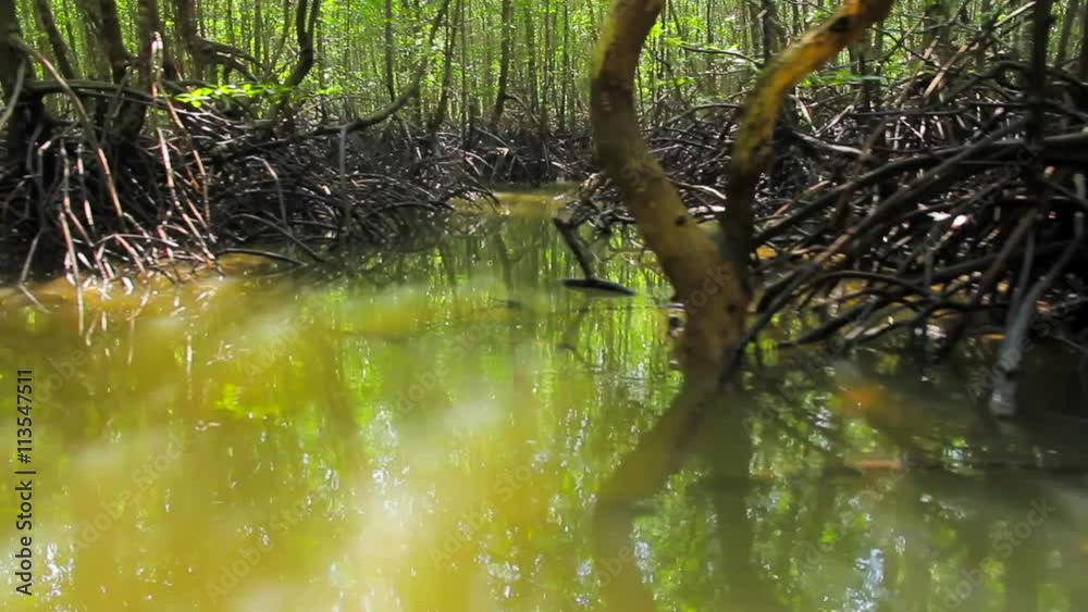 The forest growing on the water The forest growing on the water