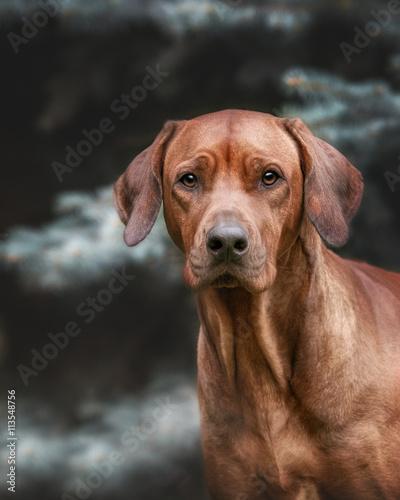 Beautiful dog rhodesian ridgeback hound outdoors