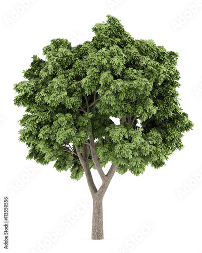 Sycamore maple tree isolated on white background