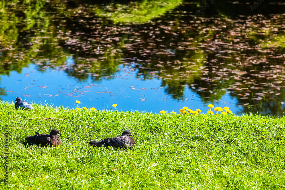 Pigeons resting on green grass beside the lake in the Park Pigeons resting on green grass beside the lake in the Park