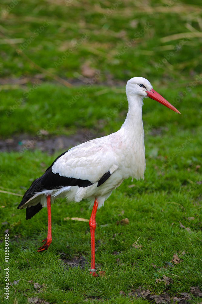Fototapeta premium Weißstorch