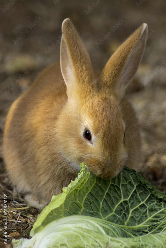 Cute rabbit eating 2025