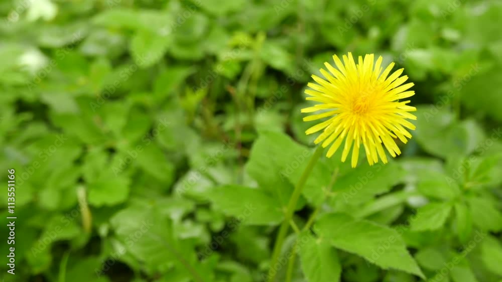 
4K. Yellow  dandelion  on blur background . Slider. Focus change
