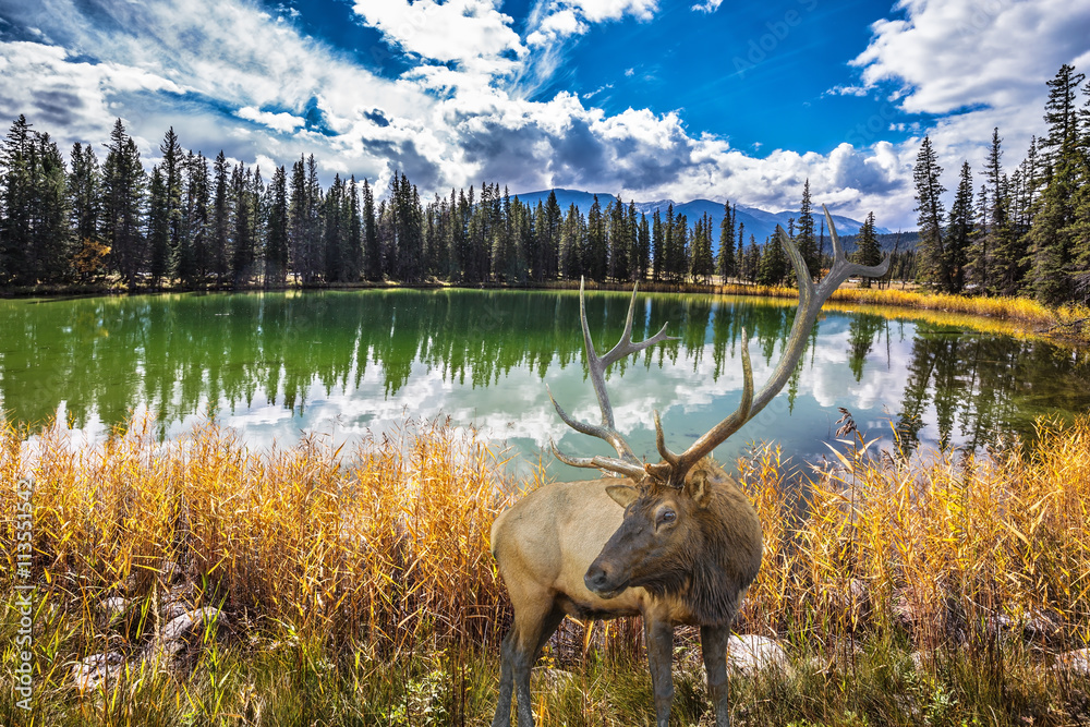 Obraz premium Great horned deer stands on the shore of lake