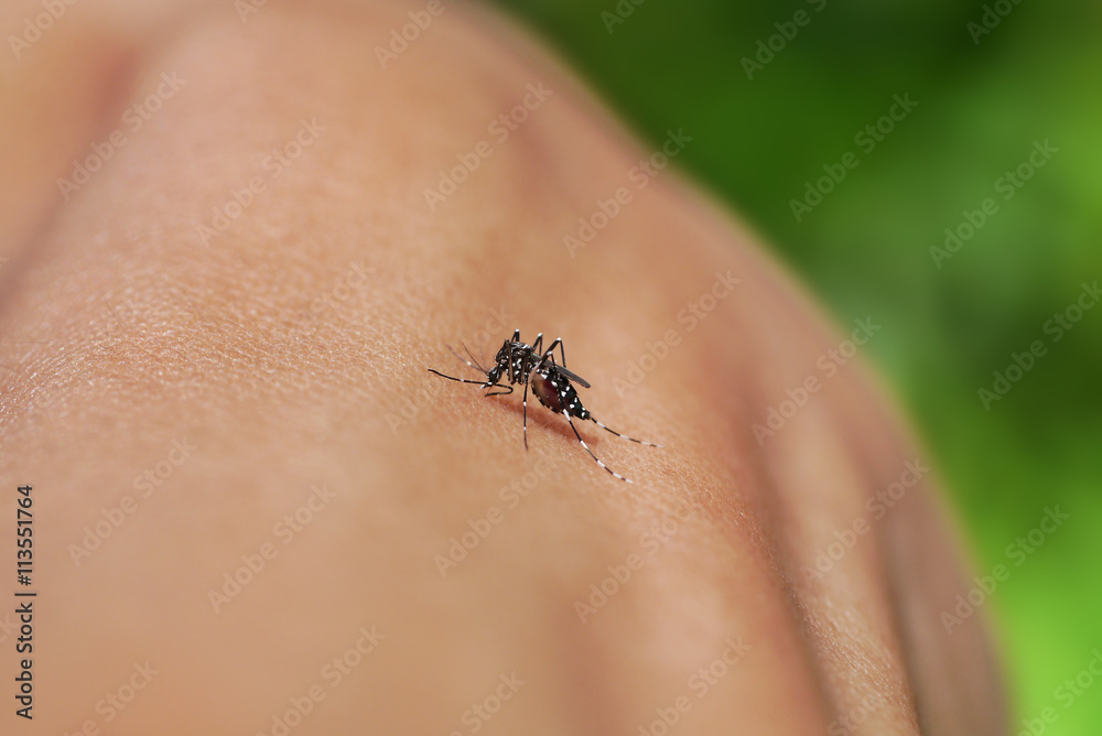 Close-up of a mosquito sucking blood in rainforests.