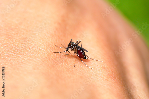 Close-up of a mosquito sucking blood in rainforests.