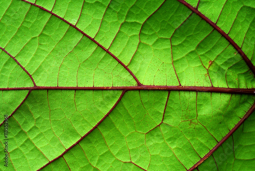 Detail of a leaf fibers
