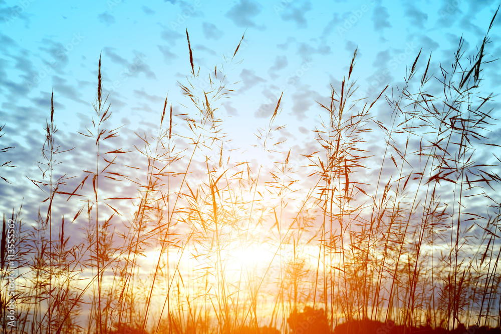 Obraz premium wild grass in sunset counterlight