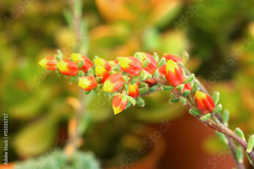 Cactus flower plant.