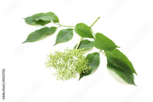 Sambucus nigra, elderberry bud