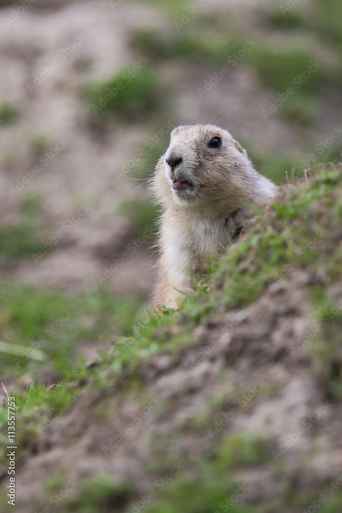 Fototapeta premium Präriehund (Cynomys)