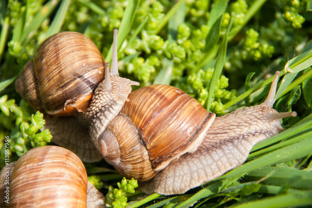 three snails are crawling in the green grass three snails are crawling in the green grass