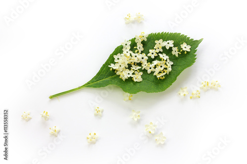 Sambucus nigra, elderberry flower with leaves