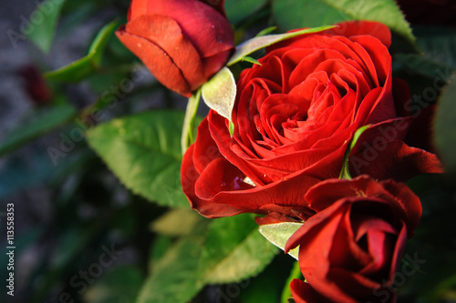 red roses on garden