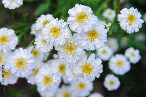 little white flowers on garden