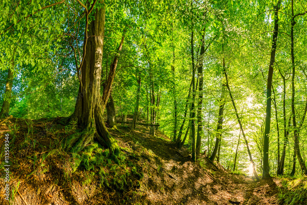 Naklejka premium Alter Baum auf einem Hügel im Wald